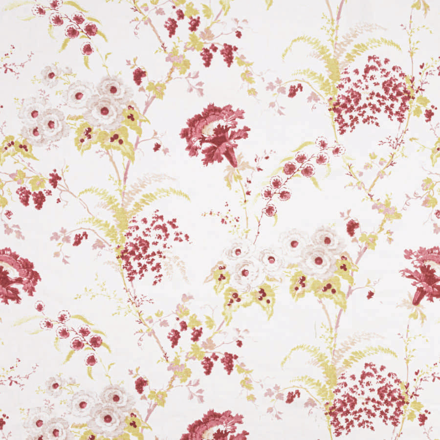 Dianthus Linen / Raspberry